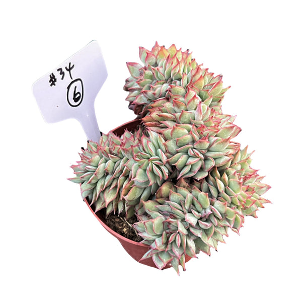 Crested Echeveria Moon Gad varnish #6 (4 inch) (Limited)