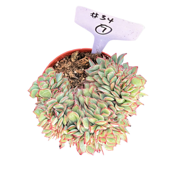 Crested Echeveria Moon Gad varnish #7 (4 inch) (Limited)