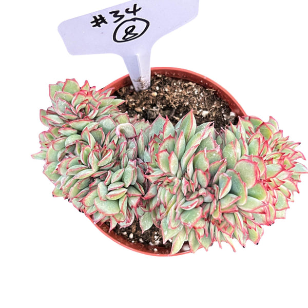 Crested Echeveria Moon Gad varnish #8 (4 inch) (Limited)