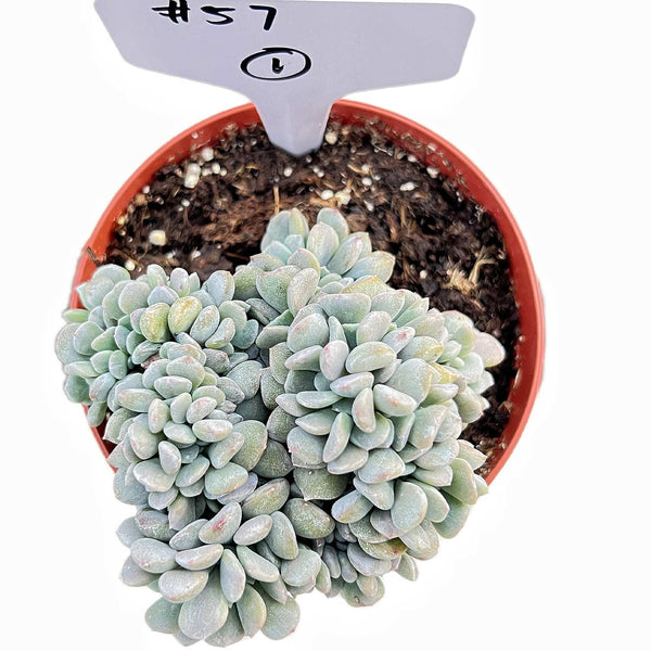 Crested Echeveria Cubic Frost #1 (4 inch)(Limited)