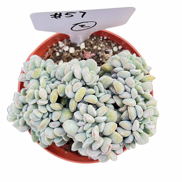 Crested Echeveria Cubic Frost #2 (4 inch)(Limited)