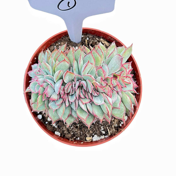 Crested Echeveria Moon Gad Varnish #1 (4 inch)(Limited)