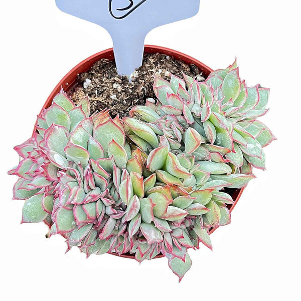 Crested Echeveria Moon Gad Varnish #3 (4 inch)(Limited)