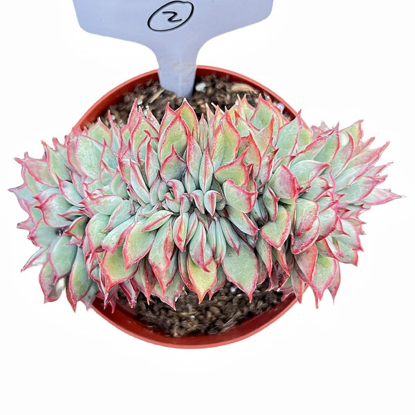 Crested Echeveria Moon Gad Varnish #2 (4 inch)(Limited)