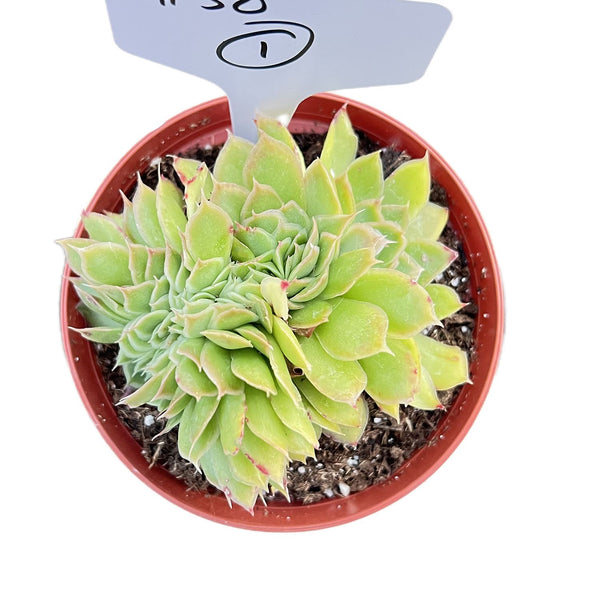 Crested Echeveria Purple Butterfly (4 inch)(Limited)