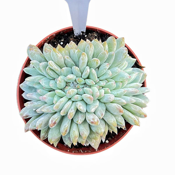 Crested Echeveria Snow Angel #1 (4 inch)(Limited)