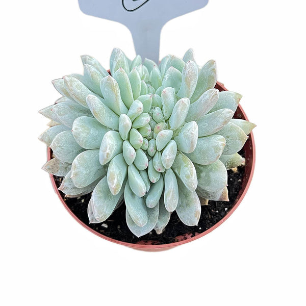 Crested Echeveria Snow Angel #2 (4 inch)(Limited)