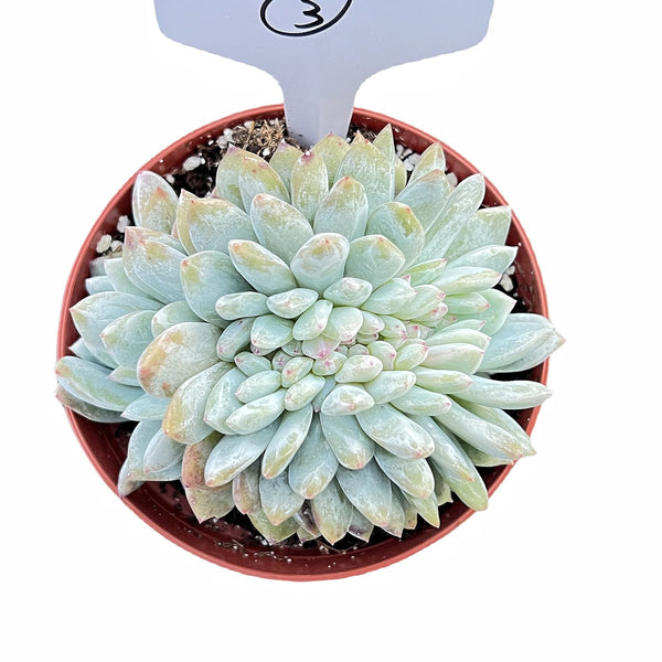 Crested Echeveria Snow Angel #3 (4 inch)(Limited)