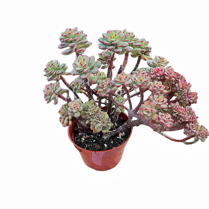 crested nevada succulent Crested Echeveria 'Tango' (4 inch)(Limited) – Thenextgardener