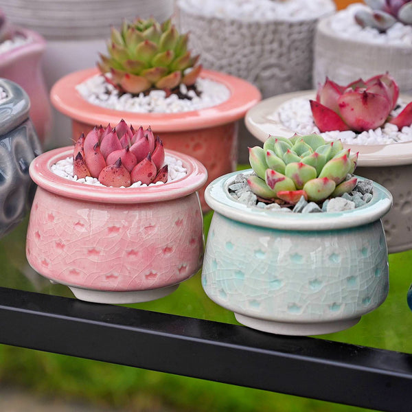Several Crown Printed Pattern Succulent Planters are on the table.