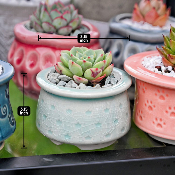 Several Crown Printed Pattern Succulent Planters are on the table. With spec. 3.15 inches in height and 3.15 inches in diameter.