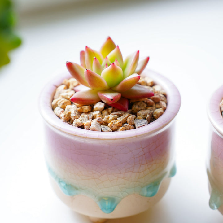 frank reinelt succulent Echeveria Agavoides 'Frank Reinelt'