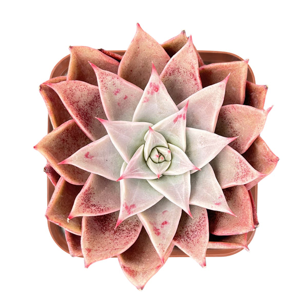 Echeveria Agavoides 'Gazelle'