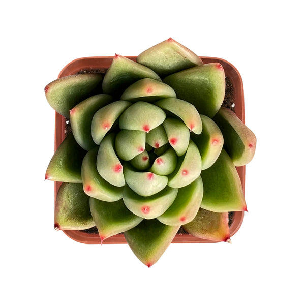 Echeveria Agavoides Gold Wax