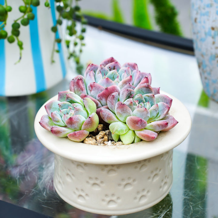 apple beauty succulent Echeveria 'Alba Beauty'