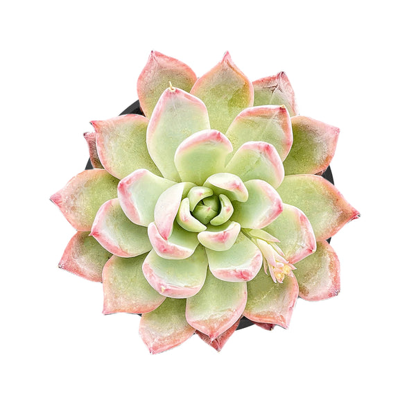 Echeveria 'Aranjuez'