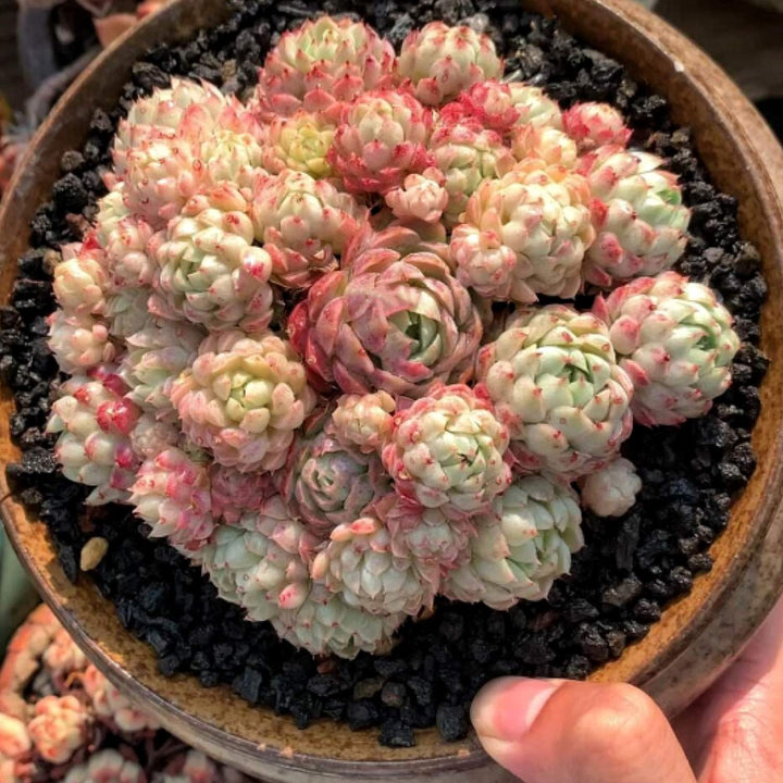 succulent with balls Echeveria 'Ball of Fat'