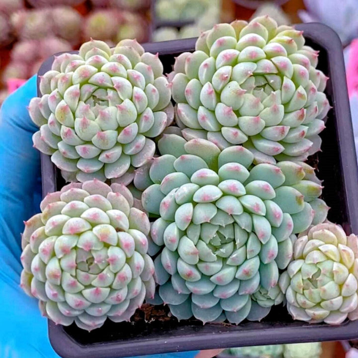succulent balls Echeveria 'Ball of Fat'