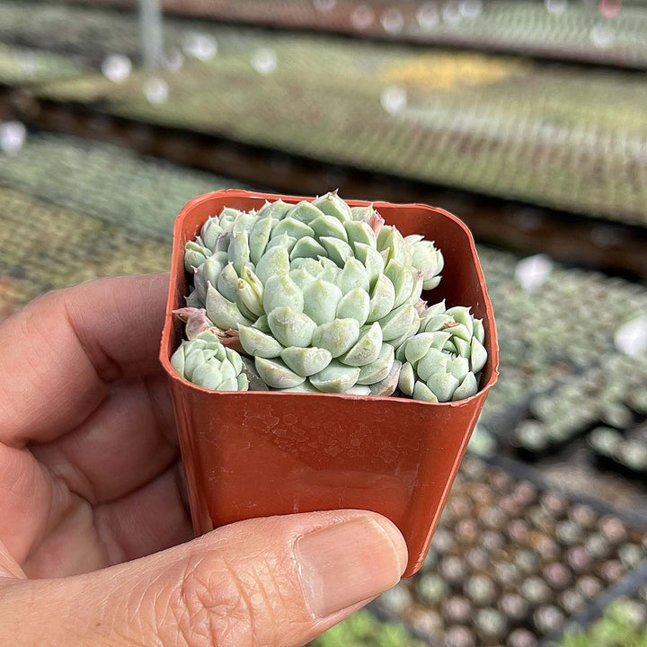 succulent ball for sale Echeveria 'Ball of Fat'