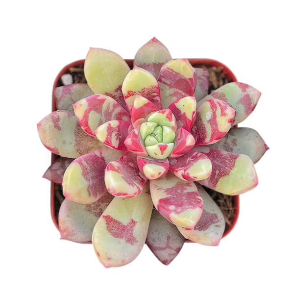 Echeveria Blood Warbler/ Echeveria Alba Aloha