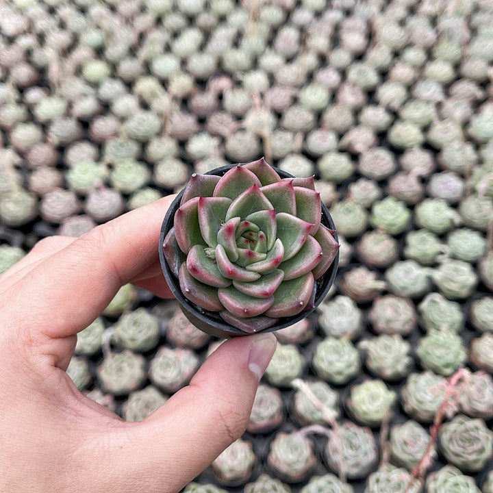 changhee succulent Echeveria Charleston – Thenextgardener