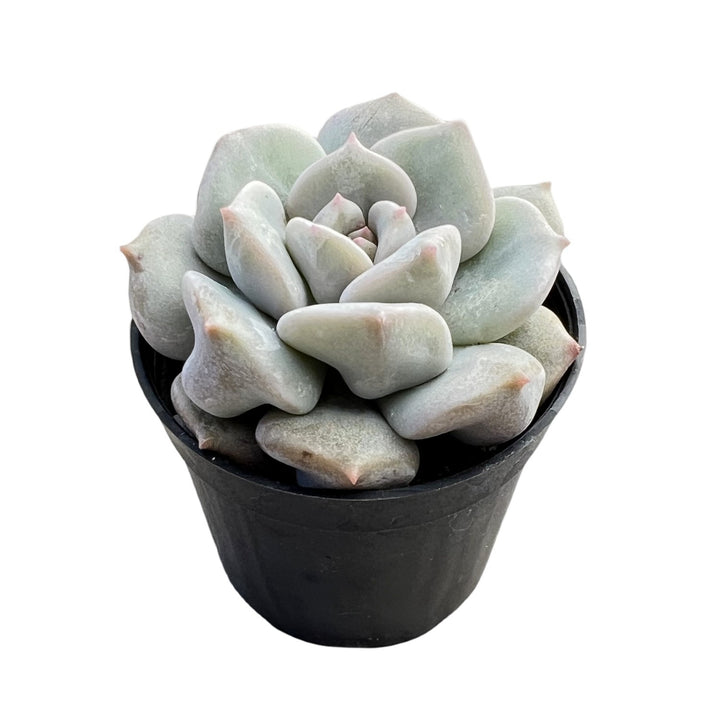 succulent cream puff burn leaves Echeveria Choux Cream / Echeveria 'Cream Puff'