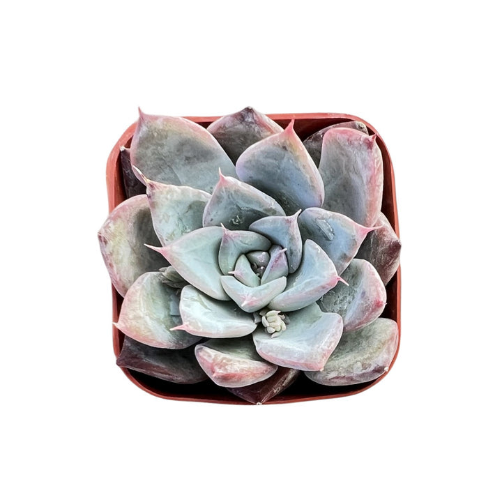 colorata succulent Echeveria Colorata x Laui