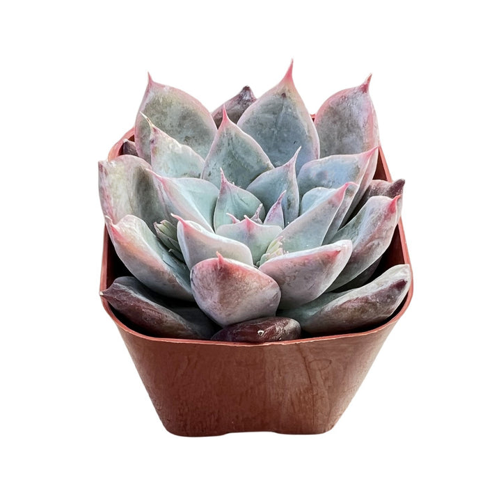 cutix succulent Echeveria Colorata x Laui