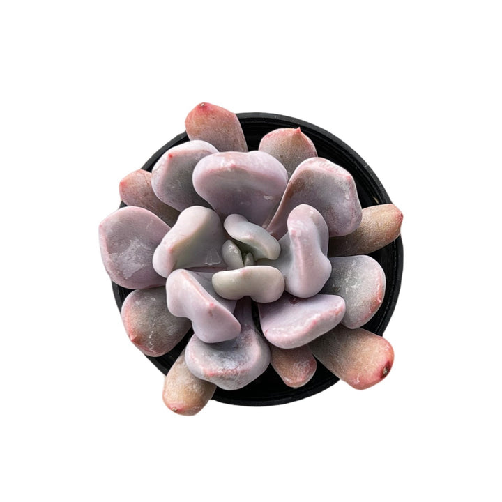 topsy debbie succulent Echeveria 'Cupid' / Graptoveria 'Topsy Debbi'