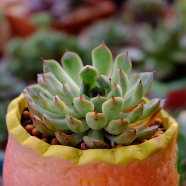 cuspidata succulent care Echeveria Cuspidata 'Tough' Japanese