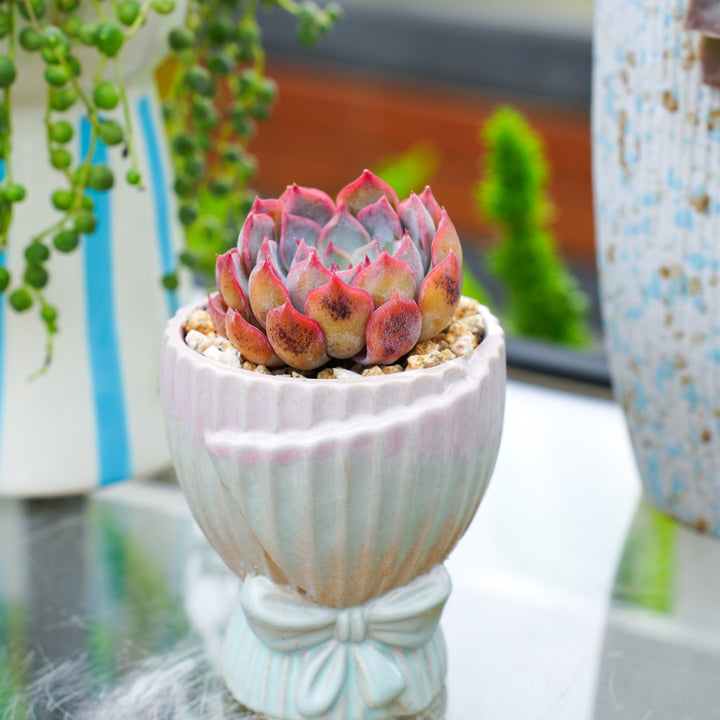 burgundy ice succulent Echeveria 'Dark Ice'