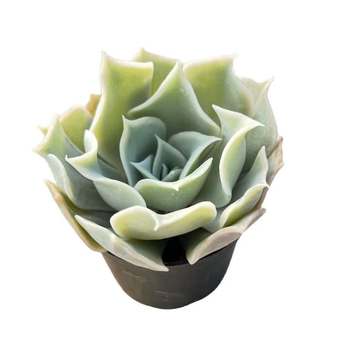 desert dreamer succulent Echeveria Desert Camels Rare Succulent
