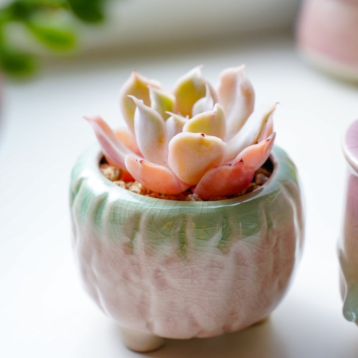 desert beauty succulent Echeveria Desert Camels Rare Succulent