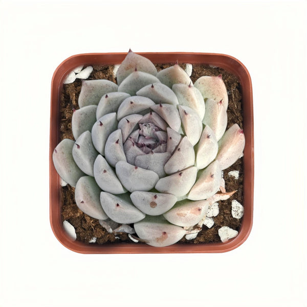 2-inch-echeveria-dongting-succulent-for-sale