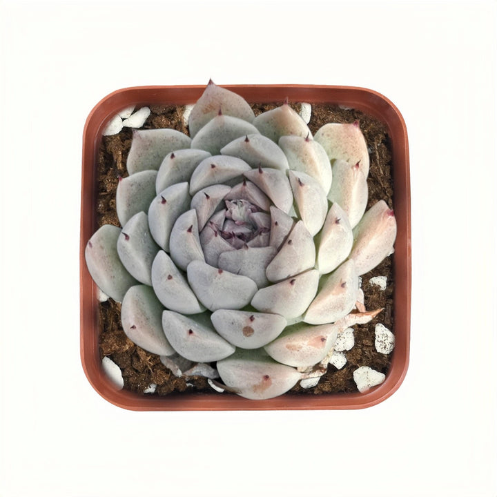 echeveria succulent for sale Echeveria 'Dongting'