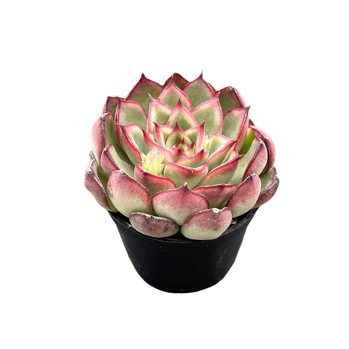 flyleaf succulents Echeveria Firefly – Thenextgardener