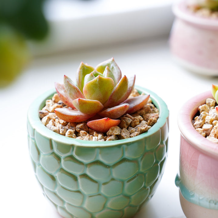 habersham geo scented succulents Echeveria 'German Champagne'