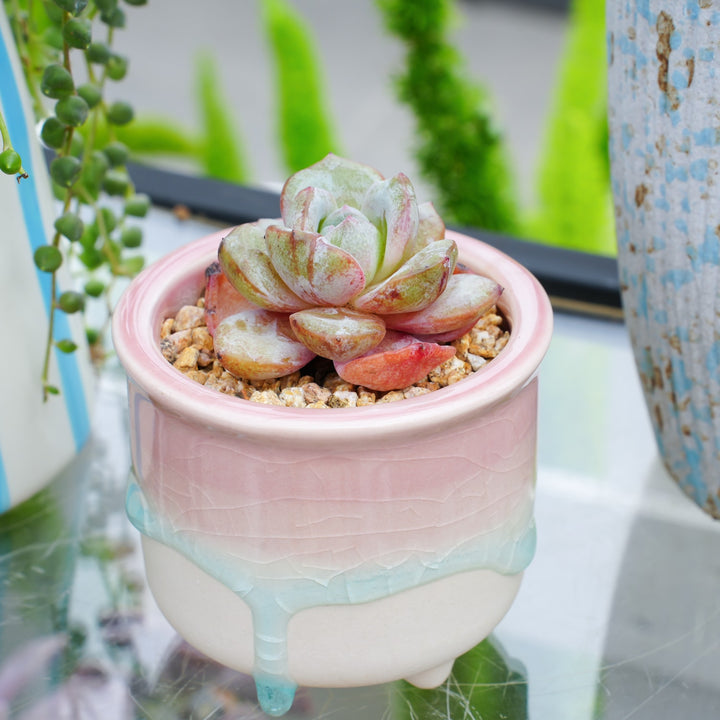 succulent plant in german Echeveria 'German Champagne'