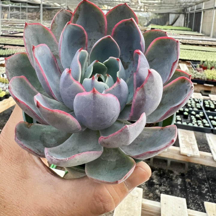 place to buy succulents near me Echeveria Hera (4 inch)