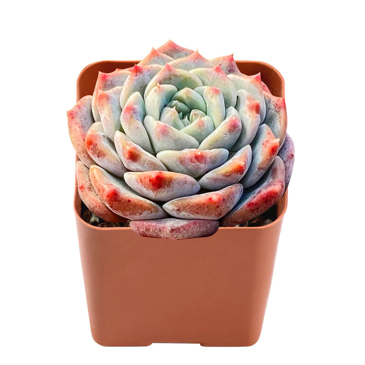 tolimanensis succulent Echeveria Hyaliana x Tolimanensis