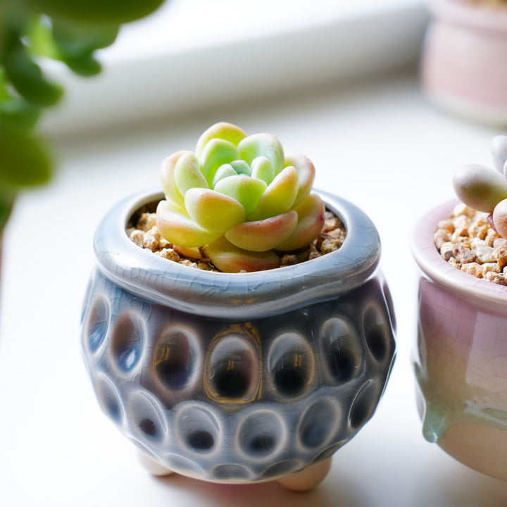 ice princess succulent Echeveria 'Ice Green' (Rare)