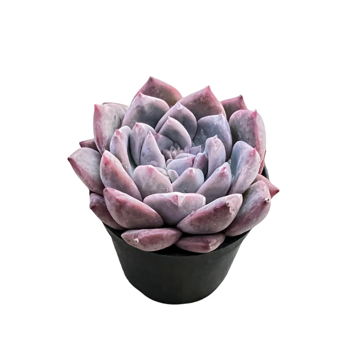 black swan succulent Echeveria Ice Swan