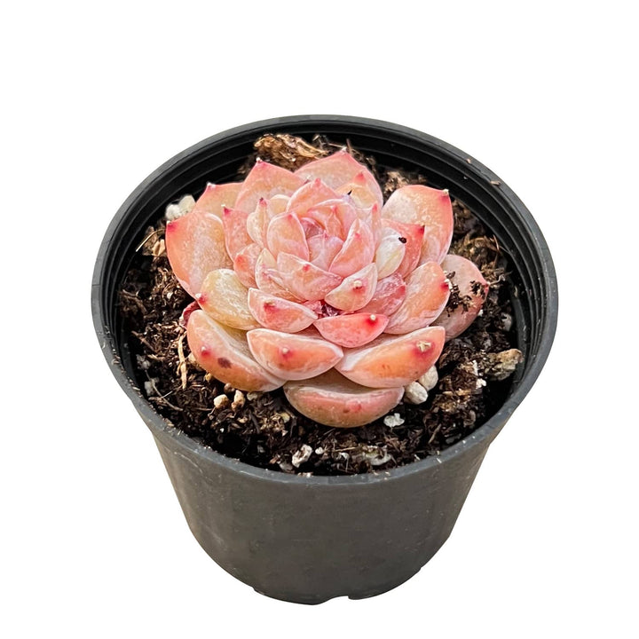 icy fingers succulent Echeveria 'Icy Laui' Sugar Heart