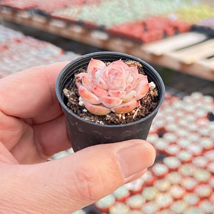 icy fingers succulent Echeveria 'Icy Laui' Sugar Heart