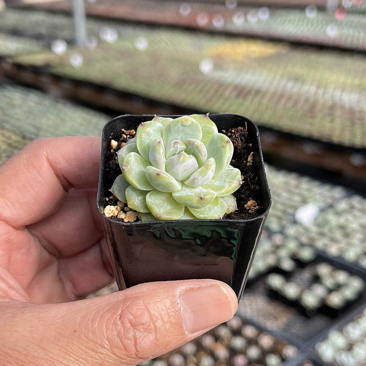 icy fingers succulent Echeveria 'Icy Laui' Sugar Heart