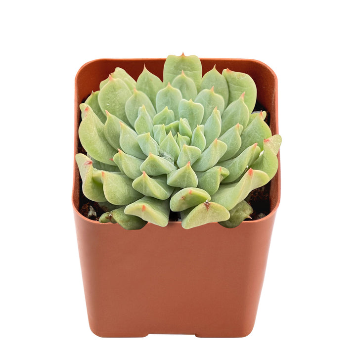 mint succulent Echeveria 'Irish Mint'