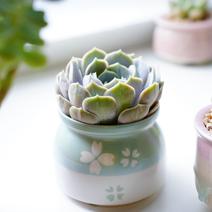 lola succulent Echeveria 'Lola' 5 Plants
