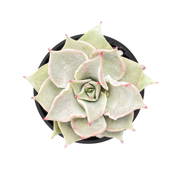 Echeveria Madiba