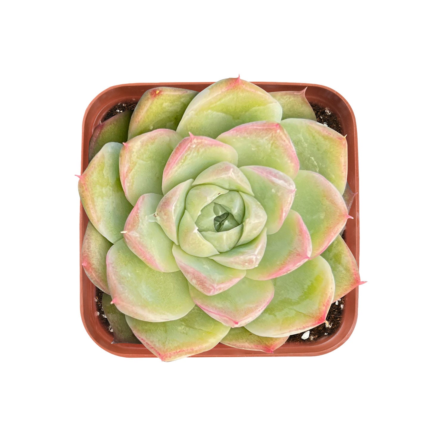 pandora succulent Echeveria Malgan 'Pandora'
