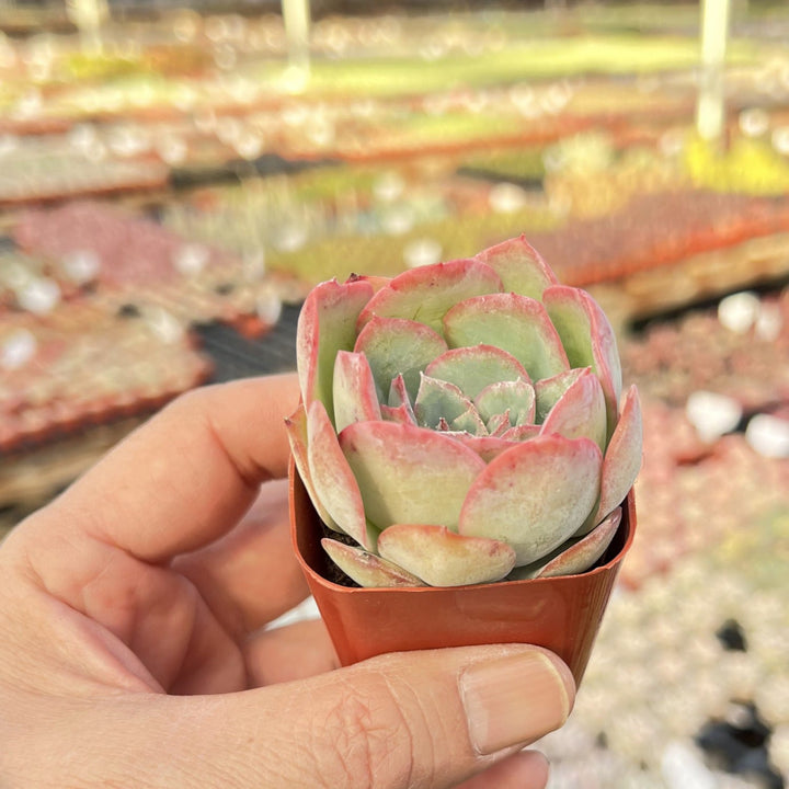dew plant succulent Echeveria Morning Dew
